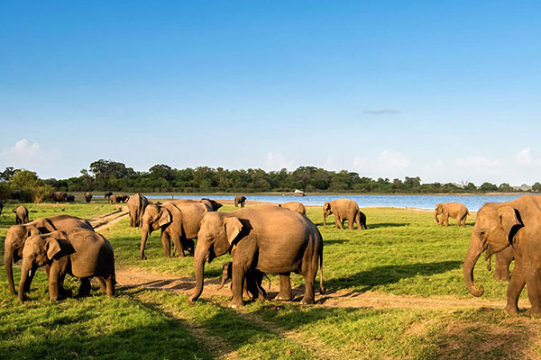 Minneriya National Park